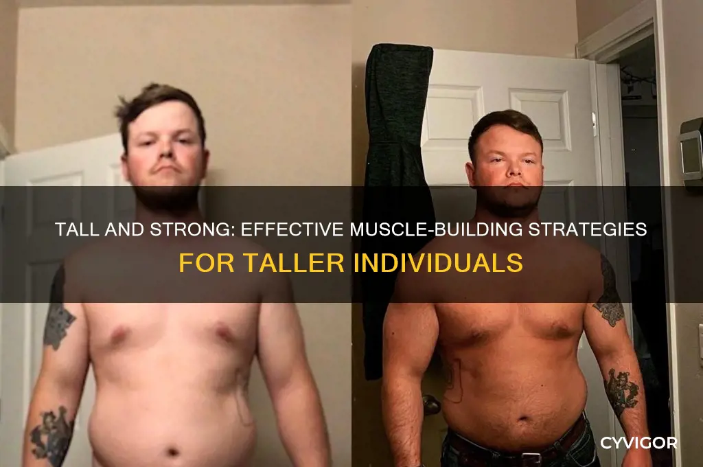 how can tall people gain muscle