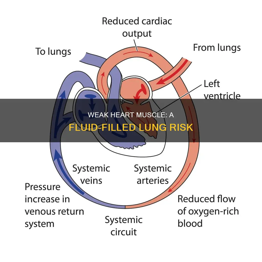 how can weak hear muscle cause fluids in lungs