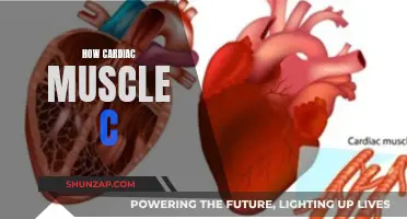 The Cardiac Muscle's Intriguing Capacity: An Exploration