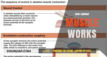 Understanding Cardiac Muscle Function: The Heart's Unique Contraction Mechanism