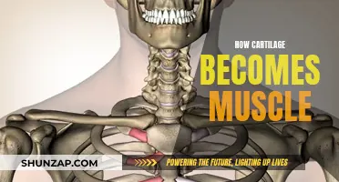 Cartilage Transformation: Muscle Development Explained