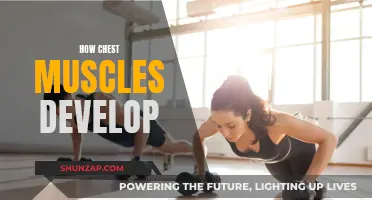 Building a Powerful Chest: Muscle Development Secrets