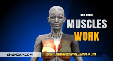 Understanding Chest Muscles: Function, Anatomy, and Strength Training Tips