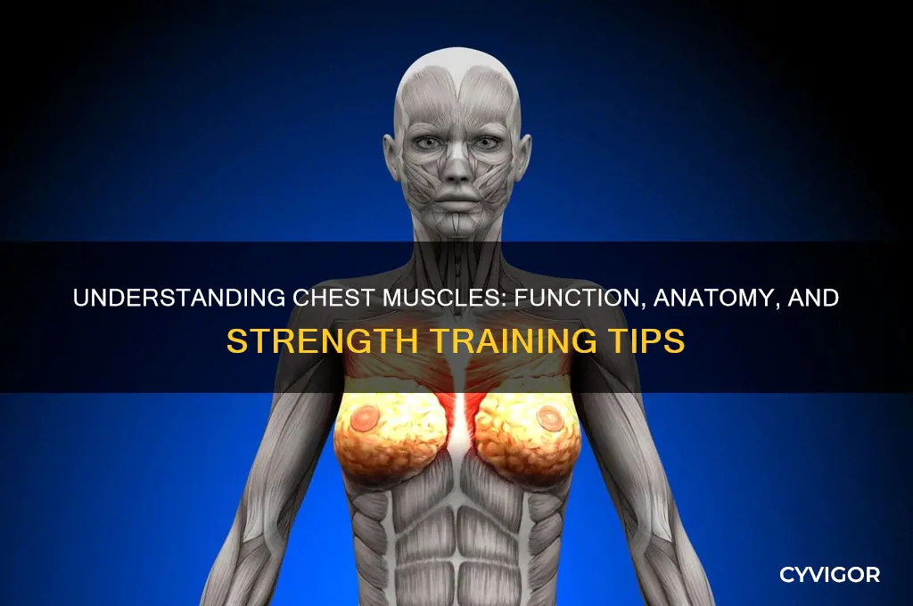 how chest muscles work