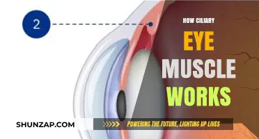 Understanding the Function of Ciliary Eye Muscles in Vision