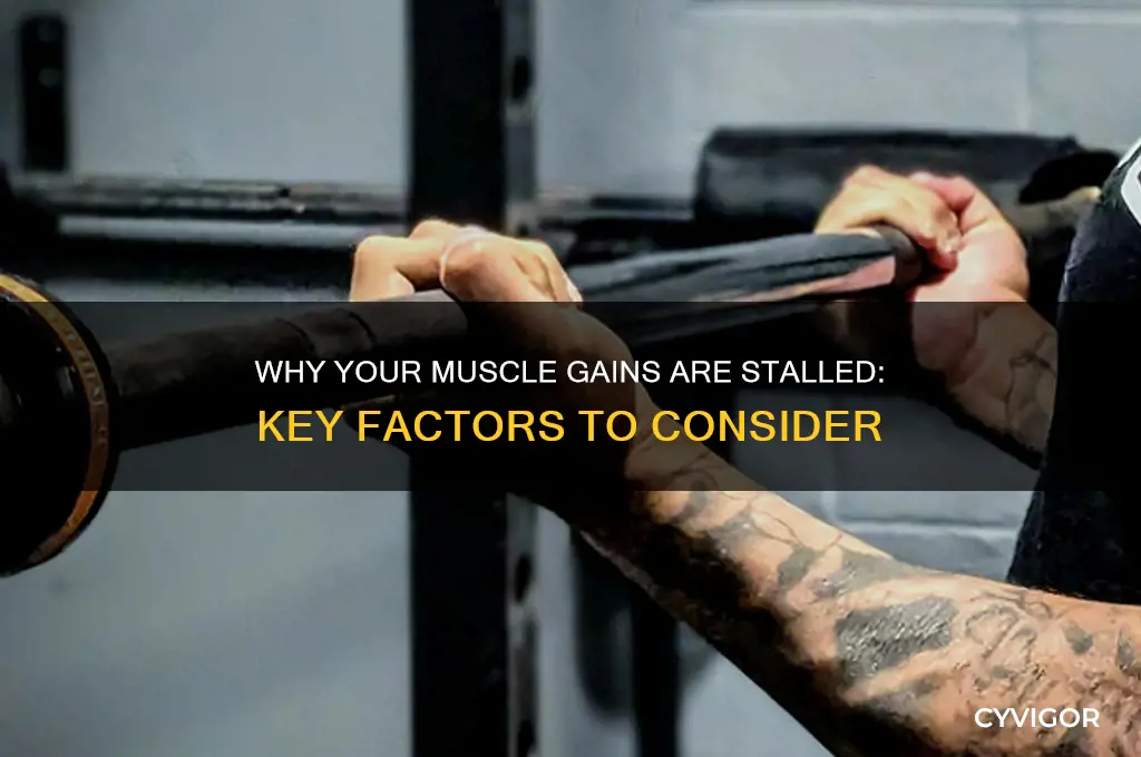how come i am not gaining muscle