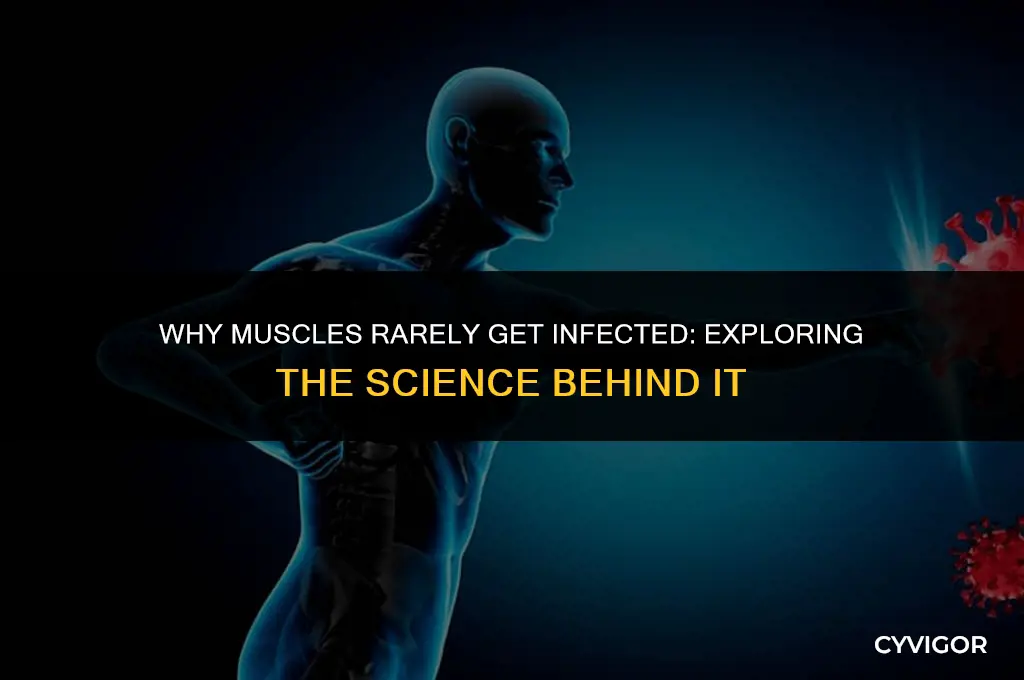how come muscles dont get infected