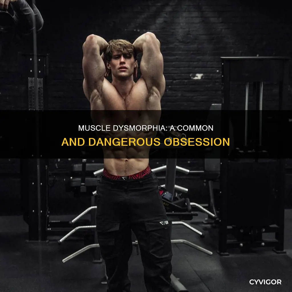 how common is muscle dysmorphia