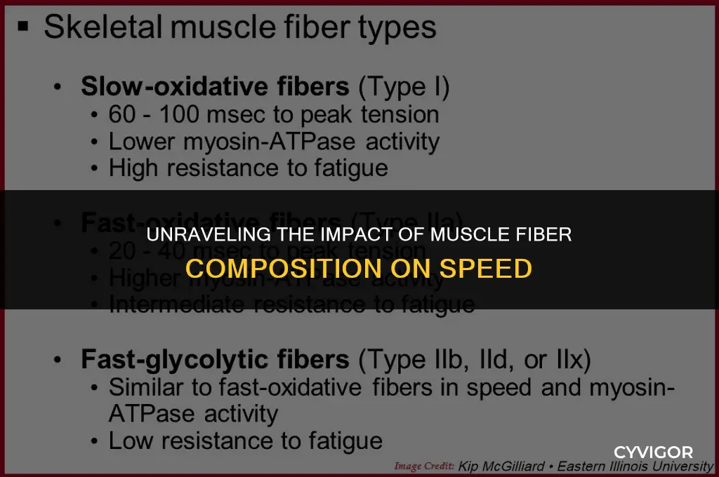 how composition of muscle fibers affect speed
