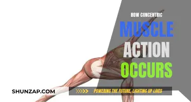 Understanding Concentric Muscle Action: The Mechanism Explained