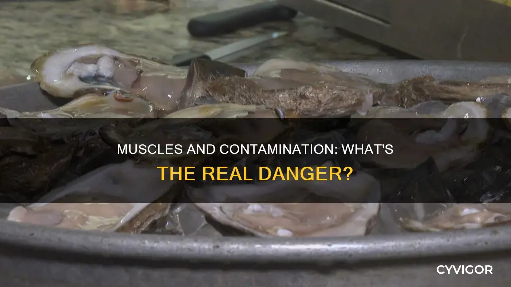 how contaminated are muscles