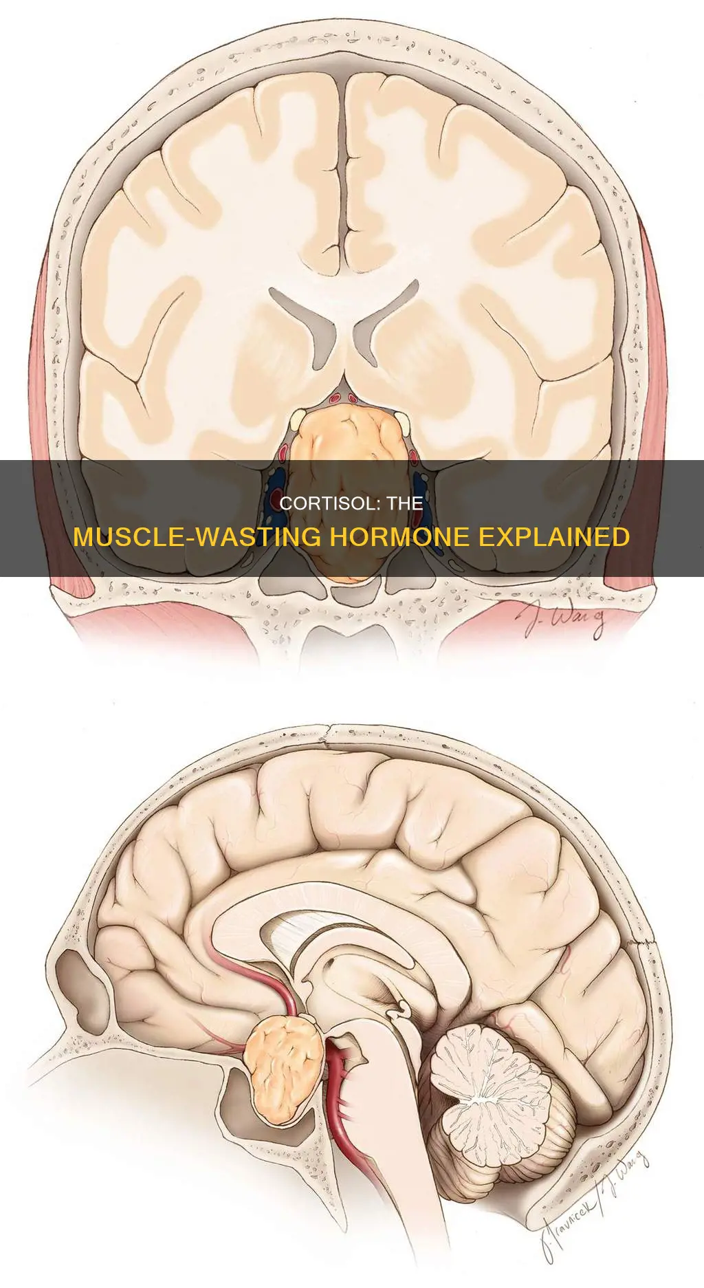 how cortisol destroys muscle