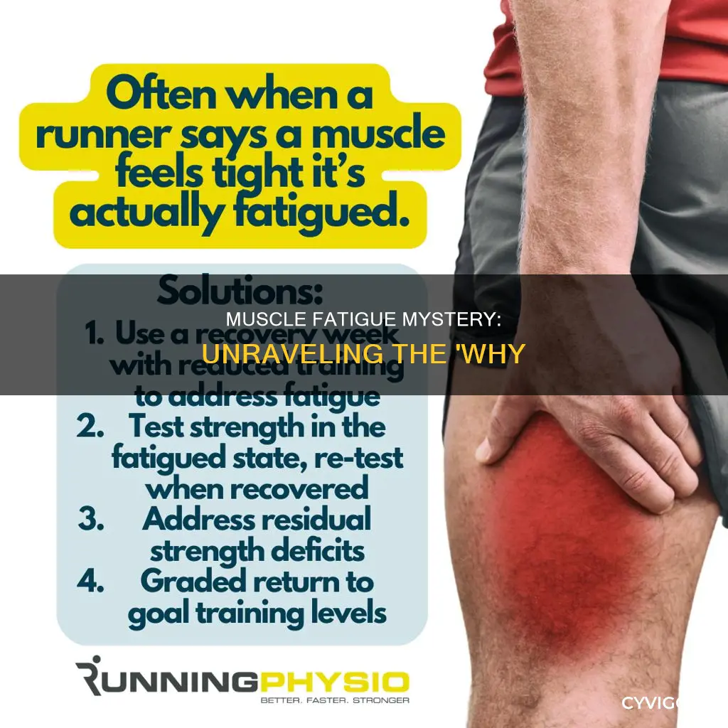 how could this hypothesis cause muscle fatigue