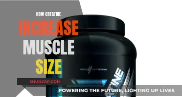 Creatine's Role in Muscle Growth and Performance