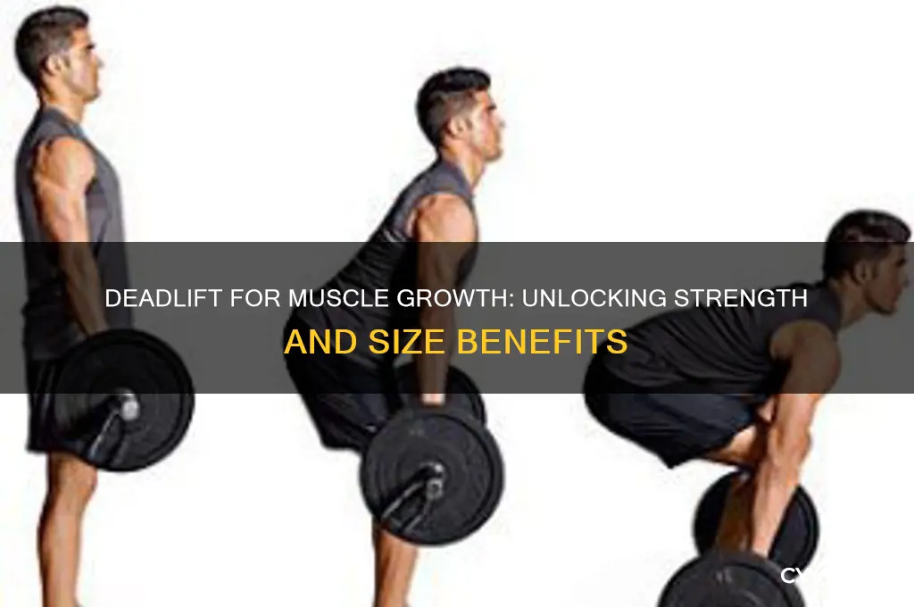 how deadlift helps gain muscles