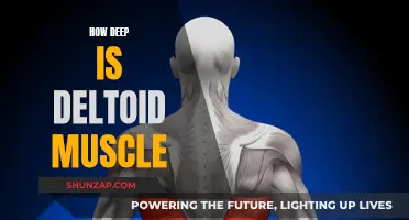 Delving Deep: The Anatomy of the Deltoid Muscle