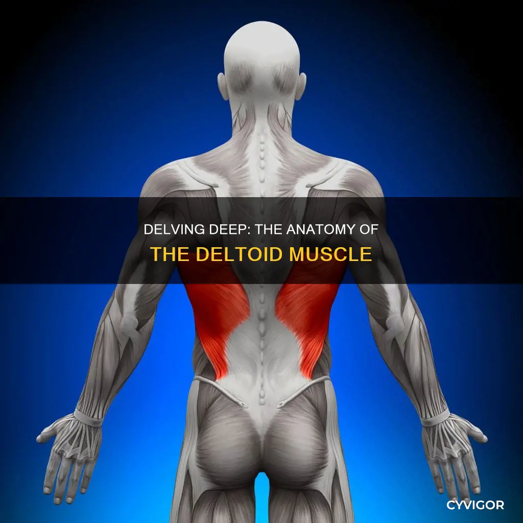 how deep is deltoid muscle