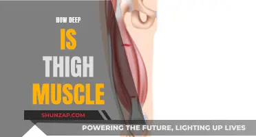Exploring Thigh Muscle Depth: Understanding Anatomy