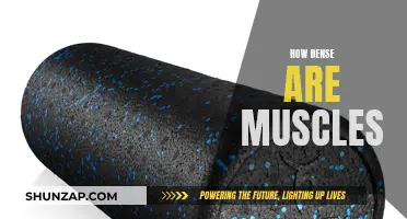 Muscle Density: Understanding the Intricate Makeup of Muscles