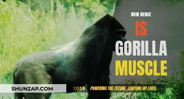 Gorilla Strength: Dense Muscle Power Explained