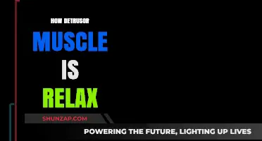 Understanding Detrusor Muscle Relaxation: Mechanisms and Effective Techniques Explained