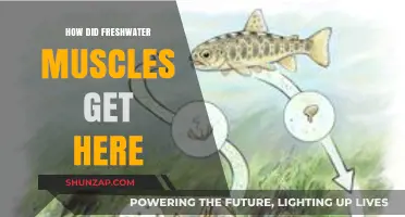 Unraveling the Mystery: How Freshwater Mussels Found Their Way Here