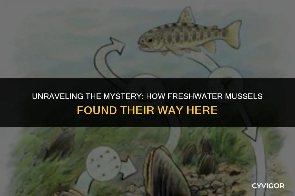 how did freshwater muscles get here