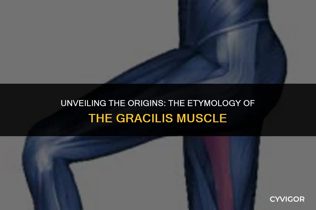 how did gracilis muscle get its namw