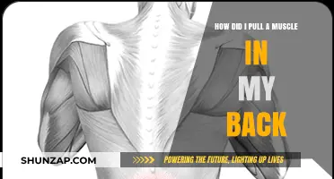 Understanding Back Muscle Strains: Causes, Prevention, and Recovery Tips
