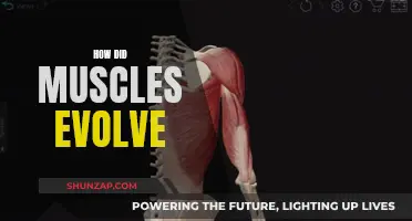 The Evolution of Muscles: Unraveling the Origins of Movement