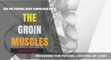 Understanding Pudendal Nerve Compression: Impact on Groin Muscles