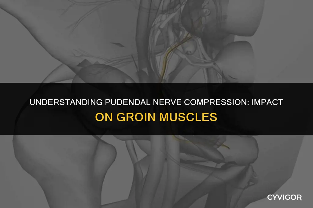 how dies pudendal nerve compression affect the groin muscles