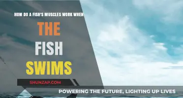 Unraveling the Aquatic Power: How Fish Muscles Propel Swimming