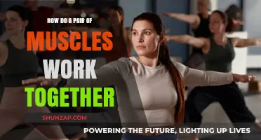 Muscle Synergy: Understanding How Paired Muscles Work Together for Movement