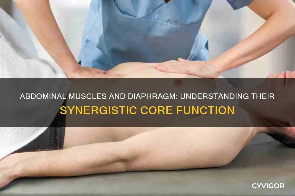 how do abdominal muscles work in relationship to the diaphragm