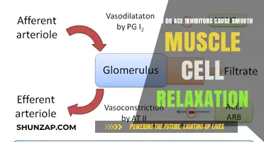 ACE Inhibitors: Relaxing Smooth Muscle Cells
