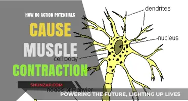 Action Potentials: Muscle Contraction Triggers