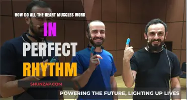 The Synchronized Symphony: How Heart Muscles Maintain Perfect Rhythm
