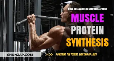 Unveiling the Impact of Anabolic Steroids on Muscle Protein Synthesis