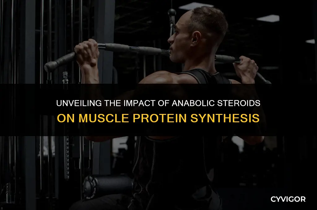 how do anabolic steroids affect muscle protein synthesis