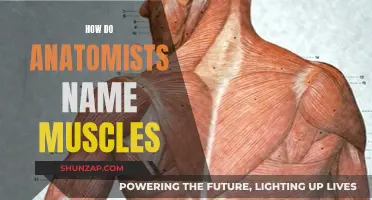 The Creative Art of Naming Muscles in Anatomy