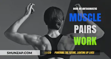 Understanding Antagonistic Muscle Pairs: Function, Coordination, and Movement Dynamics