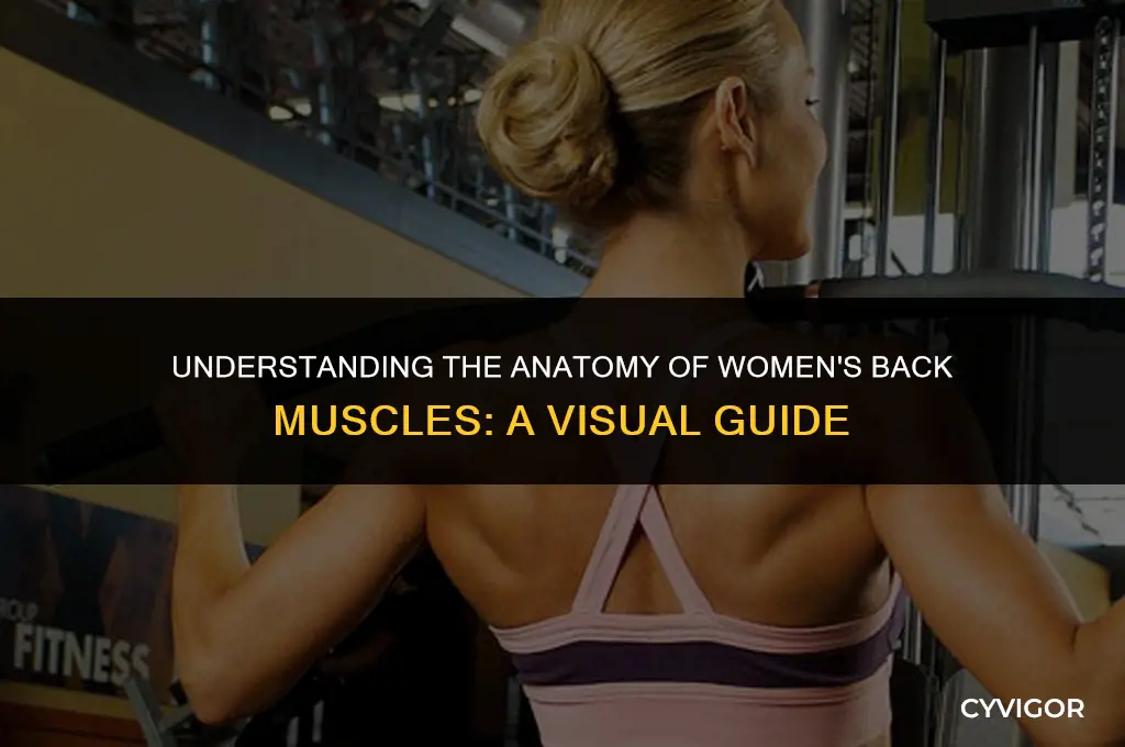 how do back muscles look like women