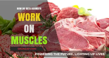 Beta Agonists' Mechanism: Enhancing Muscle Function and Performance Explained
