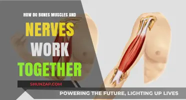 Bones, Muscles, and Nerves: The Intricate Dance of Movement and Stability