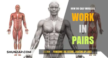 Calf Muscles: Understanding Their Paired Function for Optimal Performance