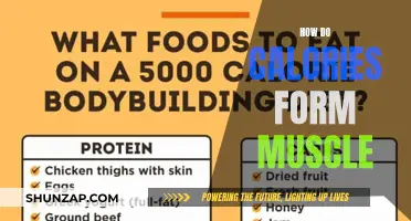 Calories to Muscles: Understanding the Transformation