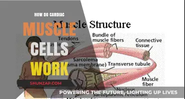 Understanding Cardiac Muscle Cells: Function, Structure, and Synchronized Contractions