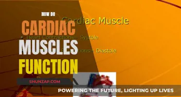 Understanding the Function of Cardiac Muscles