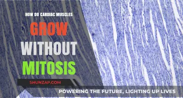 Cardiac Muscle Growth: Unraveling the Mitosis-Free Expansion Mystery